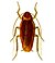 Periplaneta americana