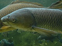 Grass carp (Ctenopharyngodon idella)