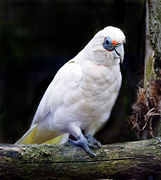 Cacatua pastinato -Blackpool Zoo-8a.jpg