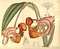 Coryanthes macrantha plate 7692 in: Curtis's Bot. Magazine (Orchidaceae), vol. 126, (1900)