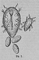 Die Gartenlaube (1875) b 081 1.jpg Reblaus Fig. 1.