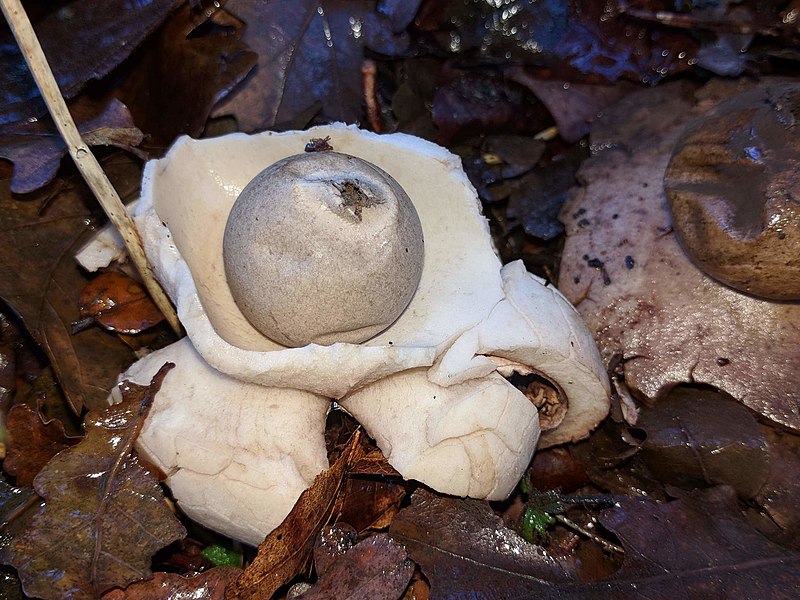 File:Geastrum triplex 108894932.jpg