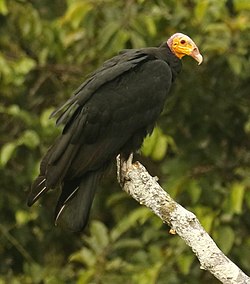 Didysis kalakutinis grifas (Cathartes melambrotus)