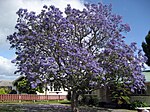 Jacaranda (Blue Jacaranda, Palisander, Green Ebony Tree) -- Jacaranda mimosifolia