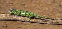 Thumbnail for File:Panther chameleon (Furcifer pardalis) male Montagne d’Ambre.jpg