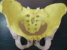 pelvis.jpg