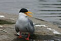 Black-bellied tern