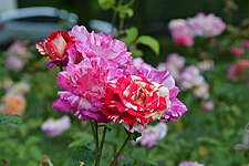 La Roseraie et ses roses fleurissantes.