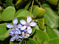 Rohtoguajakkipuu (Guaiacum officinale)