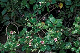 Geranium multiflorum, Maui, Haleakala nasjonalpark.