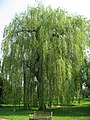 Salix × pendulina nothof. tristis 'Tristis'