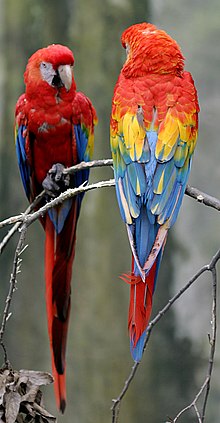 Scarlet Macaw.jpg