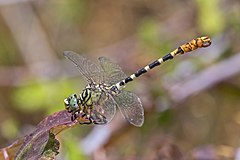 male O. f. albotibialis, Cyprus