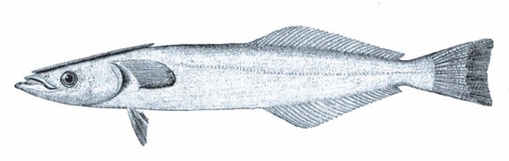 Remora brachyptera