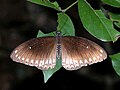 Papilio dravidarum (Malabar Raven)