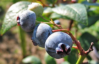 Kännasmustikas (Vaccinium corymbosum)