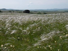 Steppe south of Siberia, Altai Krai.