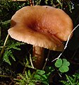 Ryzec liškový (Lactarius theiogalus)