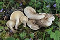 Lentinus tigrinus sin Panus tigrinus