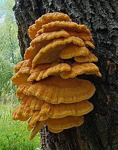 Laetiporus sulphureus (Crab-of-the-woods)