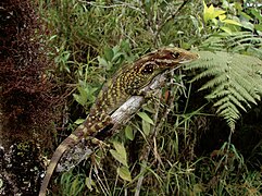 January 9: the lizard Anolis podocarpus