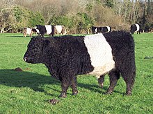 a black cow with a broad white stripe round its middle