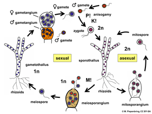 Schéma rodozměny chytridiomycéty rodu Allomyces, kde se střídá haploidní gametothallus a diploidní sporothallus; M! symbolizuje ve schématu meiózu, P! splývání gamet (plazmogamii) a K! splývání jejich jader (karyogamii)