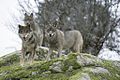 Vlk iberský (Canis lupus signatus)