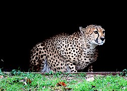 Cheetah 12.jpg