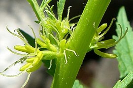 Datisca glomerata.