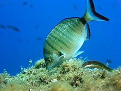 Sar à museau pointu (Diplodus puntazzo)