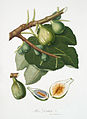 Ficus carica sativa.