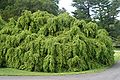 Tsuga canadensis 'Sargentii' (Sargent's Canadian Hemlock)