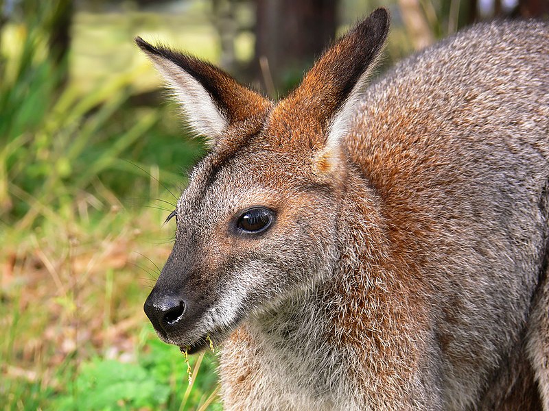 File:Red-necked wallaby442.jpg