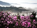 Rhododendron reticulatum. Azalees al Japó