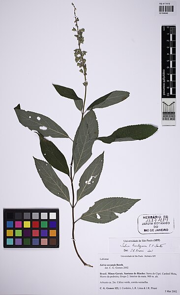 File:Salvia harleyana.jpg