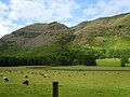 Herdwick sheep