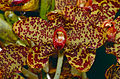 Grammatophyllum speciosum