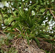 Vanda tessellata- is it in Talakona forest, AP W IMG 8331.jpg