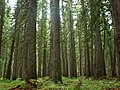 Selway–Bitterroot Wilderness, Idaho