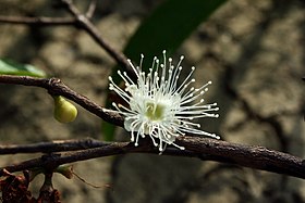 Myrciaria caulifoora