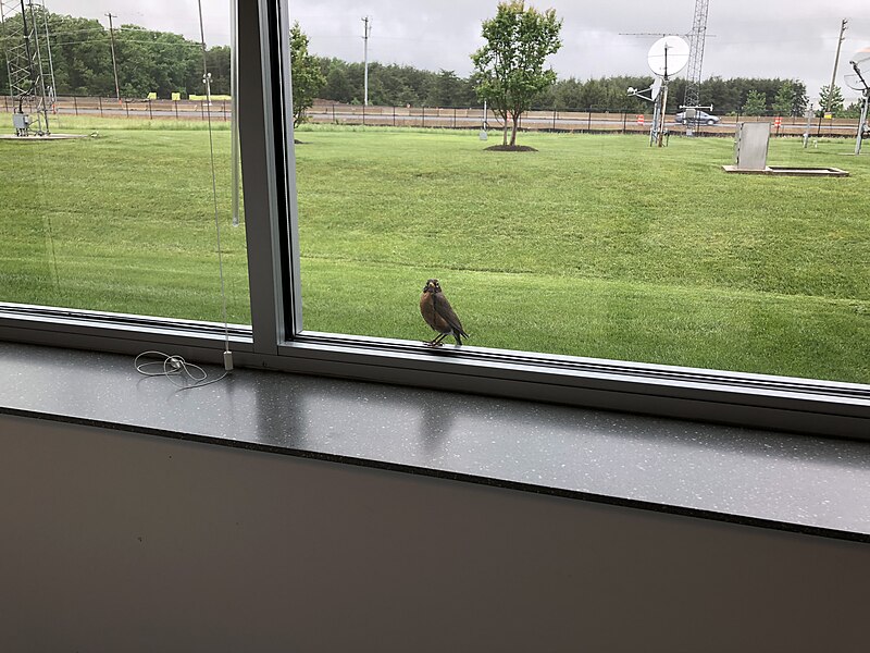 File:2018-05-17 14 29 33 An American Robin on a windowsill at the National Weather Service Baltimore-Washington Forecast Office in the Dulles section of Sterling, Loudoun County, Virginia.jpg