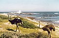 Ostriches at Cape of Good Hope,  South Africa