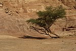 An acacia tree in the Sinai Desert.