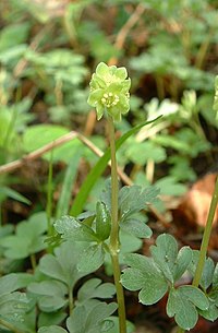 Adoxa moschatellina