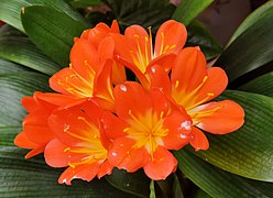 Clivia miniata in Nanjie Village.jpg