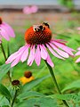 * Nomination: Bombus terrestris regularly visit Echinacea purpurea (Purple coneflower).-- Famberhorst 15:44, 10 August 2013 (UTC) * * Review needed