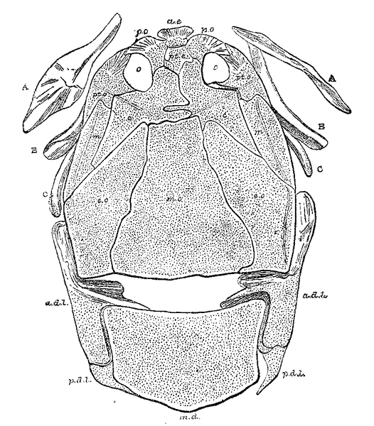 File:Fossil armor Homosteus Woodward.png