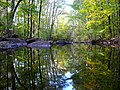 A forest reflected in a river in Sweden