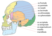 Human skull side bones.svg